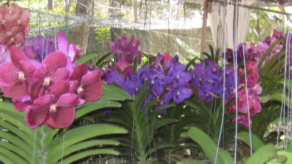 A variety of Thai orchids, various shades of pink and purple
